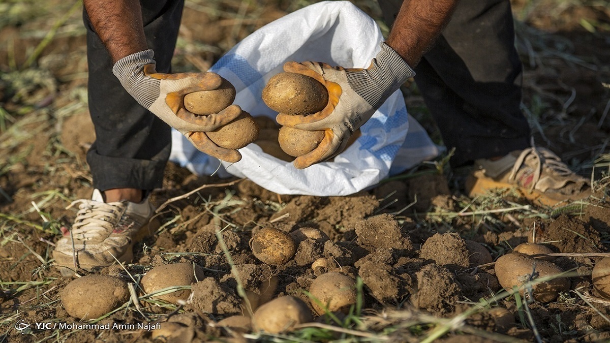 بازگشت آرامش به بازار سیب زمینی