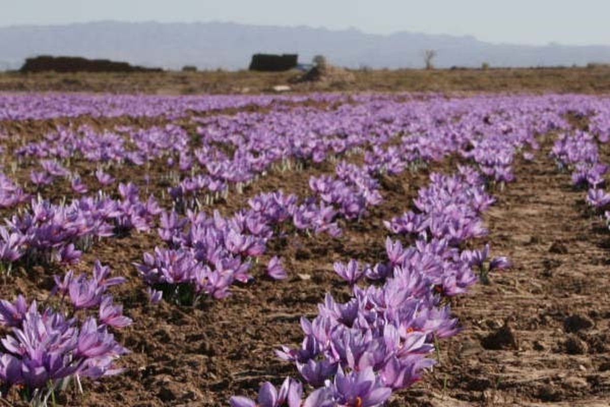 ارزش معاملات ۱۴۷ میلیارد تومان زعفران در بورس کالا