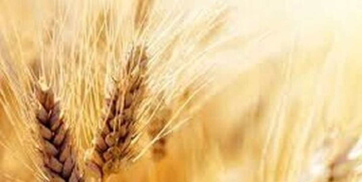 خبر مهم برای گندمکاران؛ قیمت واقعی گندم اعلام شد