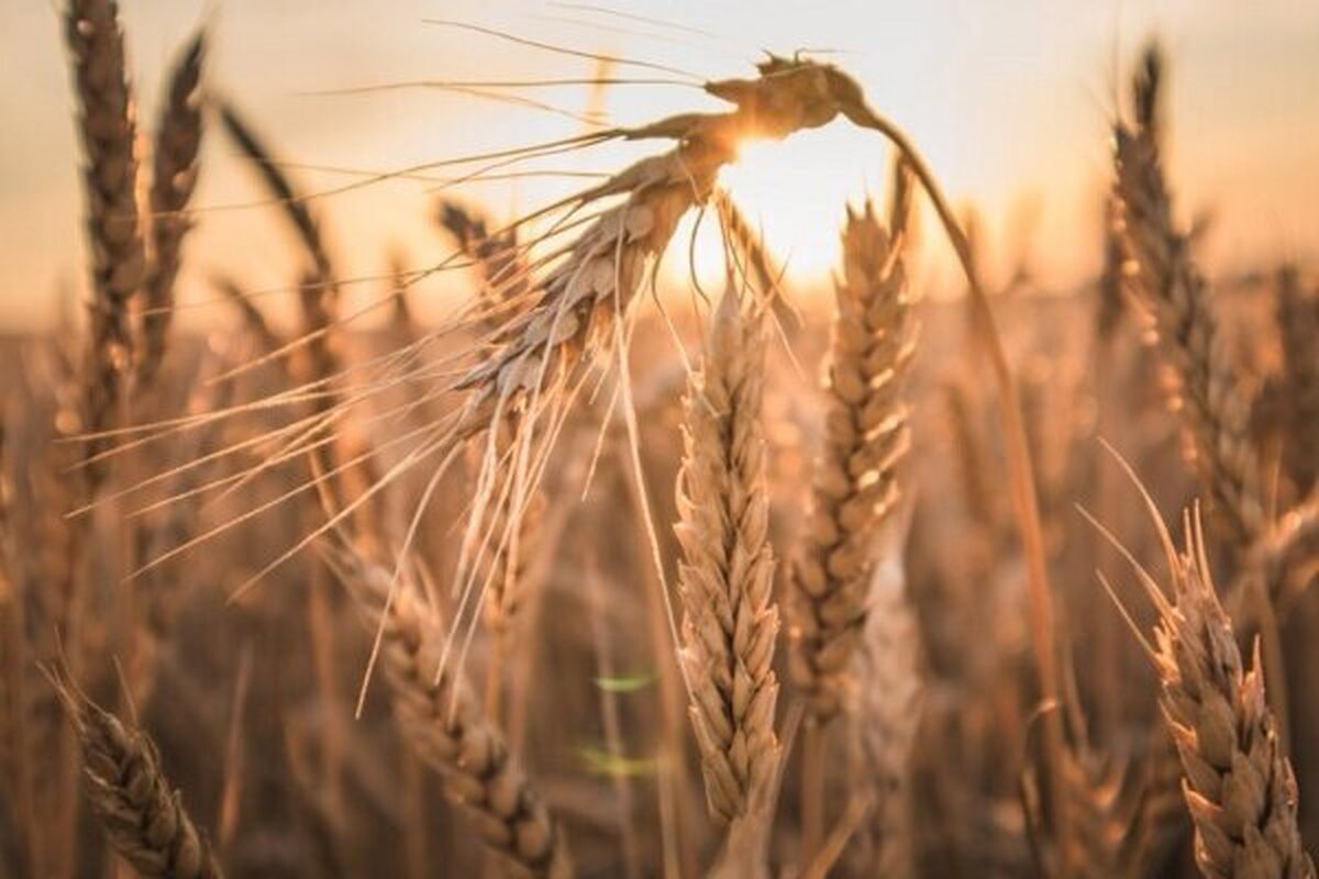 پرداخت مطالبات گندمکاران بر اساس زمان تحویل گندم