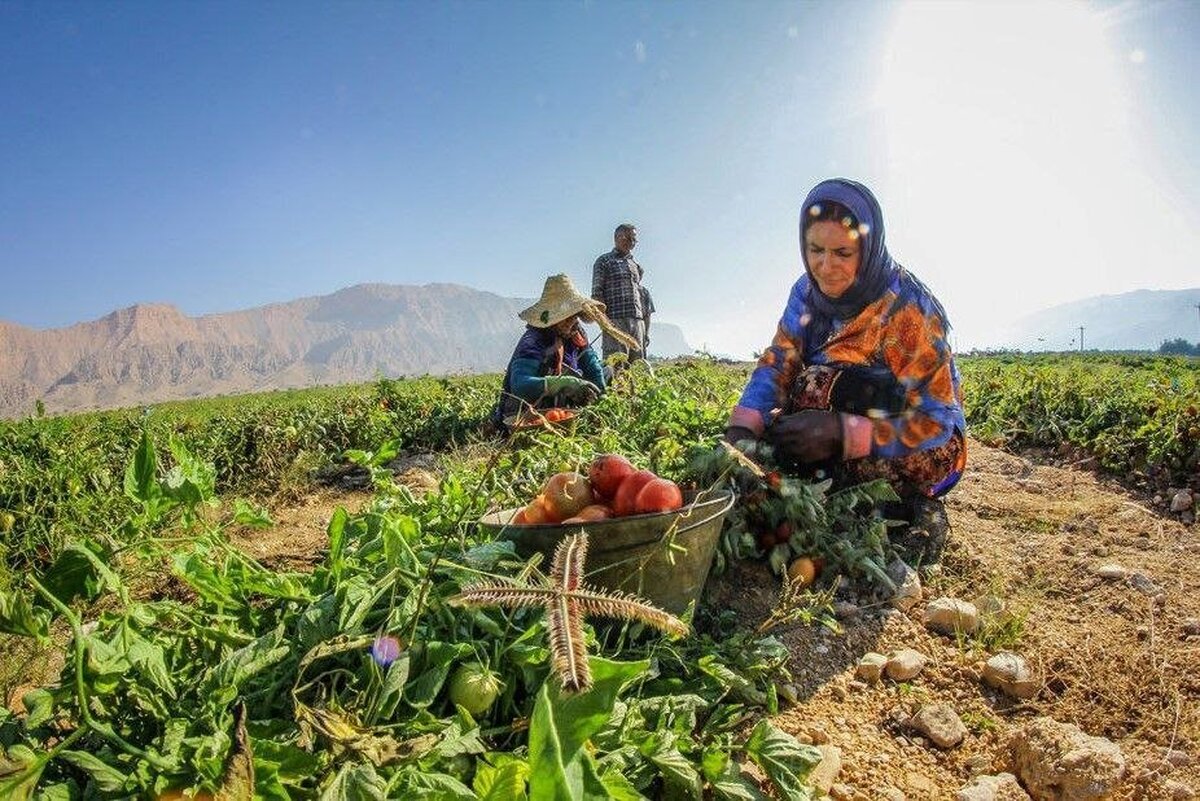 زنان کشاورز جنوب؛ از دستمزد پایین تا مشکلات سلامت