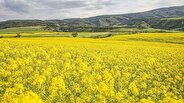 تولید کلزا نسبت به سال گذشته ۴۰ درصد رشد نشان می‌دهد