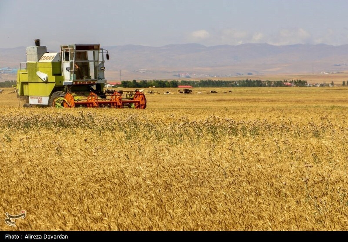 آغاز برداشت گندم در استان‌های جنوبی کشور