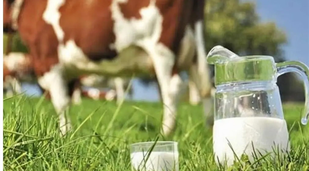 افزایش حدود ۶ هزار تومانی در انتظار شیر خام؛ پیشنهاد جدید وزارت جهاد کشاورزی